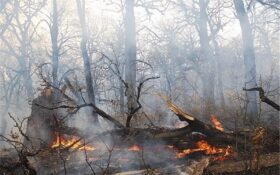 بخش وسیعی از اراضی جنگلی عباس‌آباد آستارا طعمه آتش شد