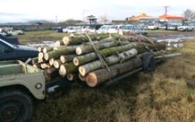 کشف یک محموله چوب جنگلی قاچاق در لنگرود