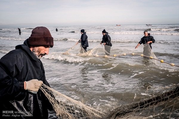 افزایش ۲۰درصدی صید ماهیان استخوانی در رودسر/ ۲۰۰ تن ماهی صید شد