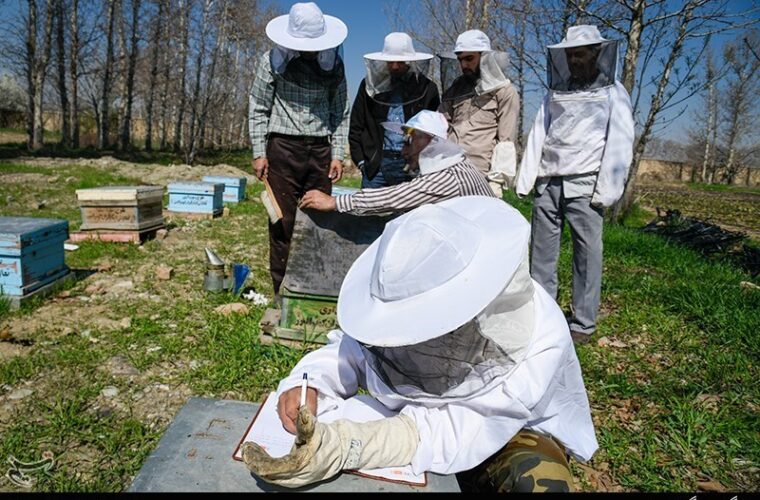 تسهیلات ارزان‌قیمت به زنبورداران گیلان پرداخت می‌شود