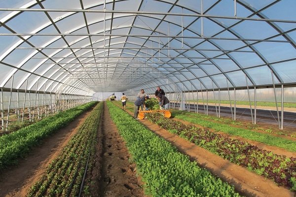 گیلان در جایگاه سوم اجرای طرح توسعه گلخانه‌ای در کشور قرار دارد