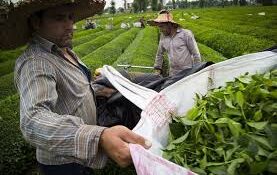 پرداخت تسهیلات به چایکاران با سود چهاردرصد
