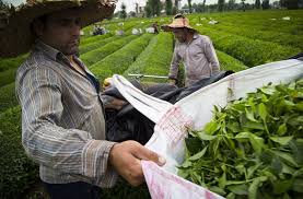 پرداخت تسهیلات به چایکاران با سود چهاردرصد
