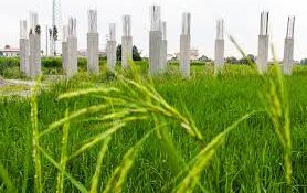 به صرفه نبودن تولید برنج دستاورد خردشدن شالیزارها