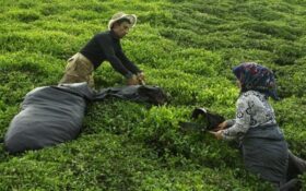 دغدغه چایکاران لاهیجان درباره نرخ برگ سبز چای/مسئولان پیگیری کنند