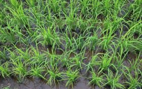 شالیکاران گیلانی برای خزانه‌گیری برنج به شرایط جوی توجه کنند