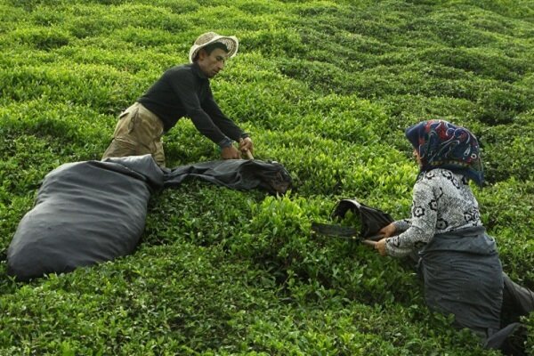 تأخیر یک هفته ای در زمان برداشت برگ سبز چای از باغات شمال