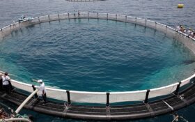“پرورش ماهی در قفس” ظرفیت جدید تولیدی در نوار ساحلی گیلان است