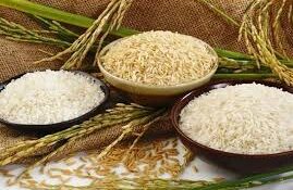 سود افزایش قیمت برنج در جیب کشاورزان نمی رود
