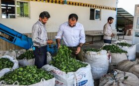 ۳۲۰۰۰ تن برگ سبز چای از چایکاران گیلان و مازندران خریداری شد