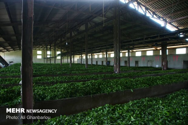 ۲۰ هزار تن برگ سبز چای از چایکاران شمالی کشور خریداری شد