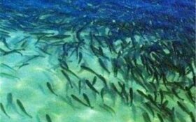 ۱۵ میلیون قطعه ماهی سوف در منابع آبی گیلان رهاسازی می‌شود