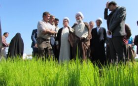 حضور امام جمعه رشت در شالیزار و بازدید از روند کشت مکانیزه برنج+ گزارش تصویری