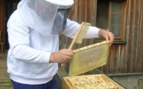 برداشت عسل از ۲۹۰ هزار کندو در گیلان/۵۵۰۰ تن عسل تولید می شود