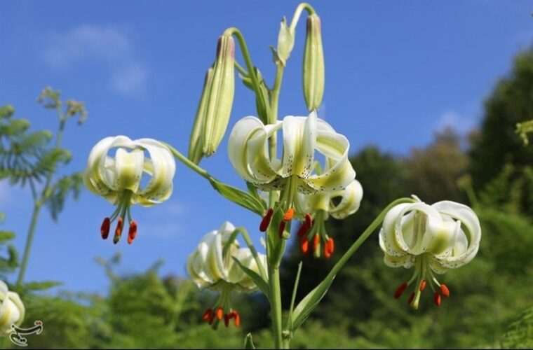 نادرترین گل جهان در داماش گیلان به‌روایت تصویر