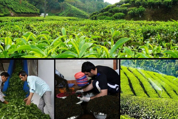 بهزراعی ۵۵۰۰ هکتار باغ چای/ افزایش ۱۵ درصدی تولید برگ سبز
