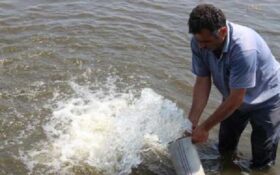 آغاز رهاسازی ۱۲۰ میلیون قطعه بچه ماهی در رودخانه های گیلان