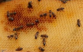 پرورش زنبور عسل در اشکورات گیلان به‌روایت تصویر