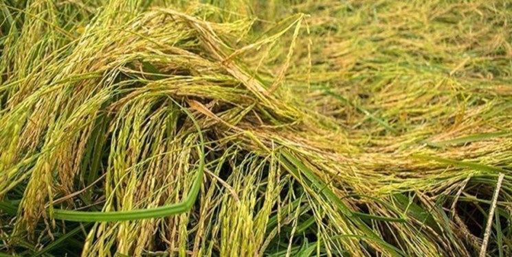 خوابیدگی ساقه برنج در ۱۰ درصد از شالیزارهای استان گیلان