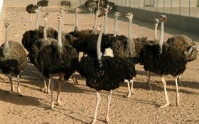 صادرات ۱۲۵۰ قطعه جوجه شتر مرغ تولیدی در گیلان به خارج از کشور