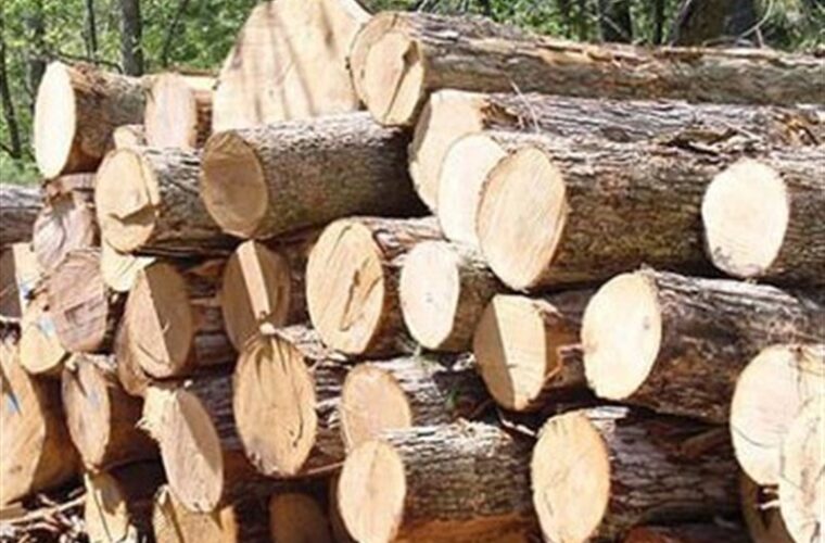 ساز و کار حذف دلالان از صنعت چوب در گیلان اجرایی می‌شود