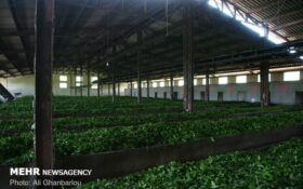بیش از ۶۲ هزار تن برگ سبز چای از باغات شمال برداشت شد