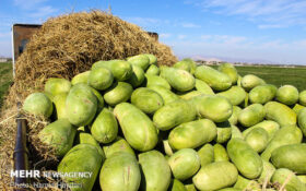 تولید ۴۰ درصد هندوانه گیلان در چاف لنگرود/۷۴هزار تن برداشت می شود
