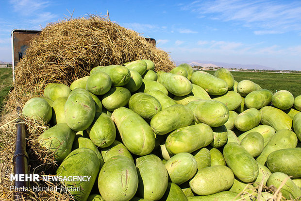 تولید ۴۰ درصد هندوانه گیلان در چاف لنگرود/۷۴هزار تن برداشت می شود
