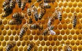 برگزاری نخستین دوره تکمیلی پرورش زنبور عسل در اطاقور لنگرود