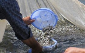 ۸۳ هزار بچه ماهی گرم‌‌آبی امسال در تالاب انزلی رهاسازی شد