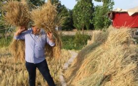 تنظیم بازار برنج در دست سودجویان/ ضرورت نظارت دولت بر واردکنندگان برنج