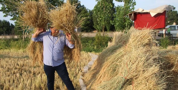 تنظیم بازار برنج در دست سودجویان/ ضرورت نظارت دولت بر واردکنندگان برنج