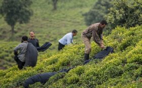 چای با کیفیت محصول اجرای طرح‌های نوین در باغات چای گیلان