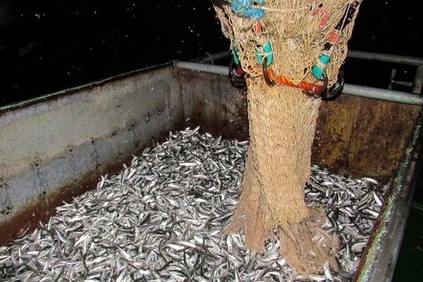 کاهش ۲۶ درصدی صید ماهی کیلکا در گیلان/۱۲۱۰ تن صید شد