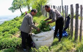 ۹۹ هزار تن برگ سبز چای امسال از باغات گیلان و مازندران برداشت شد