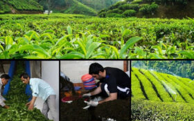 ۷۴ هزار تن برگ سبز چای از چایکاران شمال خریداری شد