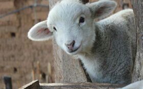 آمادگی گیلان از مشارکت در ذبح گوسفند تا بهداشت گوشت قربانی
