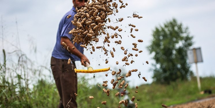 تولید ۹۰ درصد بادام زمینی کشور در آستانه‌اشرفیه