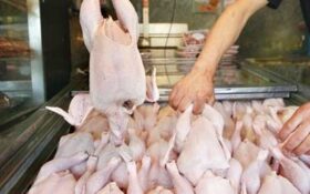 روزانه ۴۰۰ تن مرغ در کشتارگاه‌های گیلان ذبح می‌شود