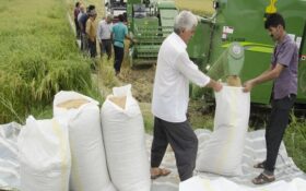 گیلان تولیدکننده ۳۵ درصد برنج مصرفی کشور