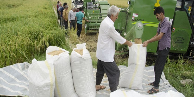 گیلان تولیدکننده ۳۵ درصد برنج مصرفی کشور