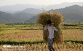 پایان برداشت برنج در گیلان/۱.۱ میلیون تن شلتوک برداشت شد