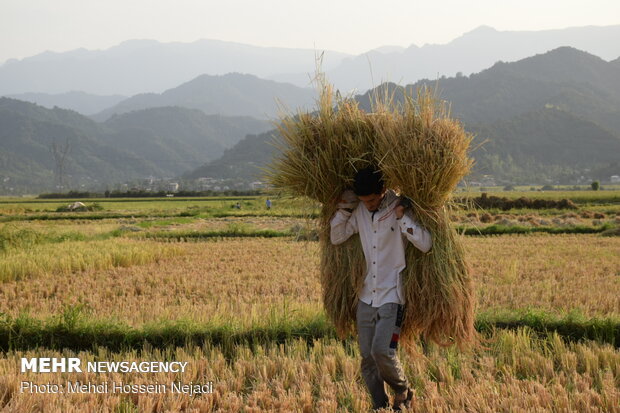 پایان برداشت برنج در گیلان/۱.۱ میلیون تن شلتوک برداشت شد