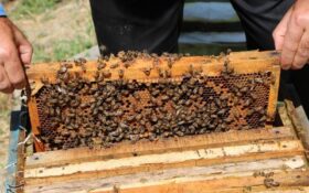 ۲۰ میلیارد تومان تسهیلات بانکی به زنبورداران گیلانی پرداخت شد