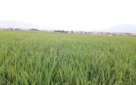 تلاش ‌سپاه قدس گیلان برای خوکفایی ایران در تولید محصول استراتژیک برنج