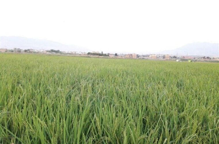 تلاش ‌سپاه قدس گیلان برای خوکفایی ایران در تولید محصول استراتژیک برنج