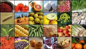 اجرای طرح تولید و مصرف ۴ محصول سالم کشاورزی در گیلان