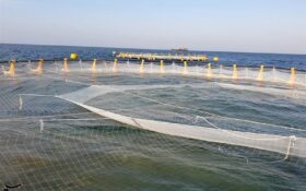 مزارع دریایی جدید پرورش ماهی در گیلان به بهره‌برداری می‌رسد