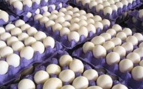 ۲۱۰۰۰ تن تخم‌مرغ سال گذشته در گیلان تولید و روانه بازار شد