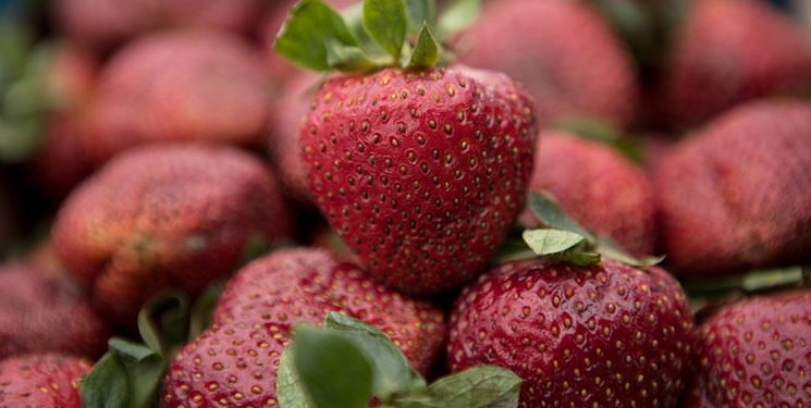 سالانه بیش از ۹۰۰ تن توت‌فرنگی گلخانه‌ای در گیلان تولید می‌شود